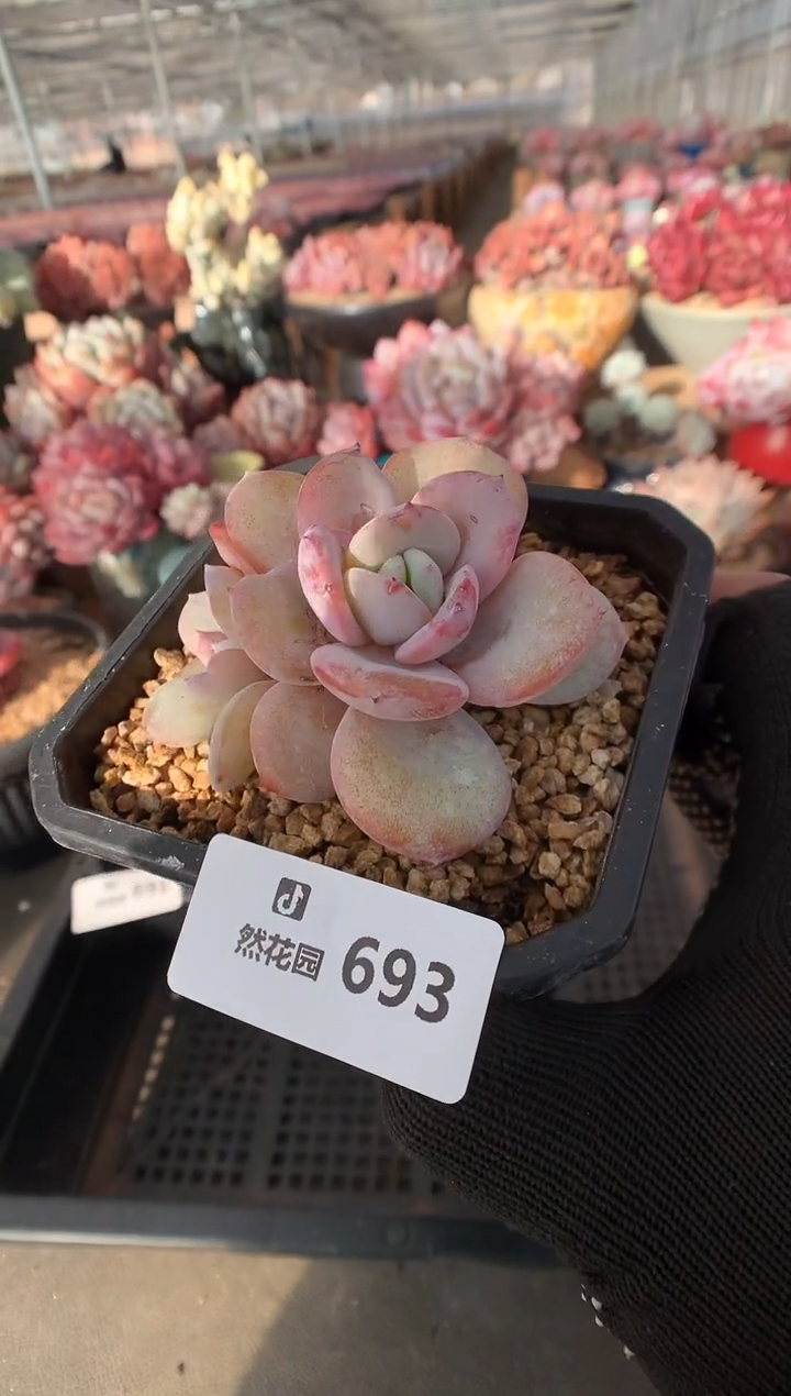 693奶茶多肉植物一物一拍