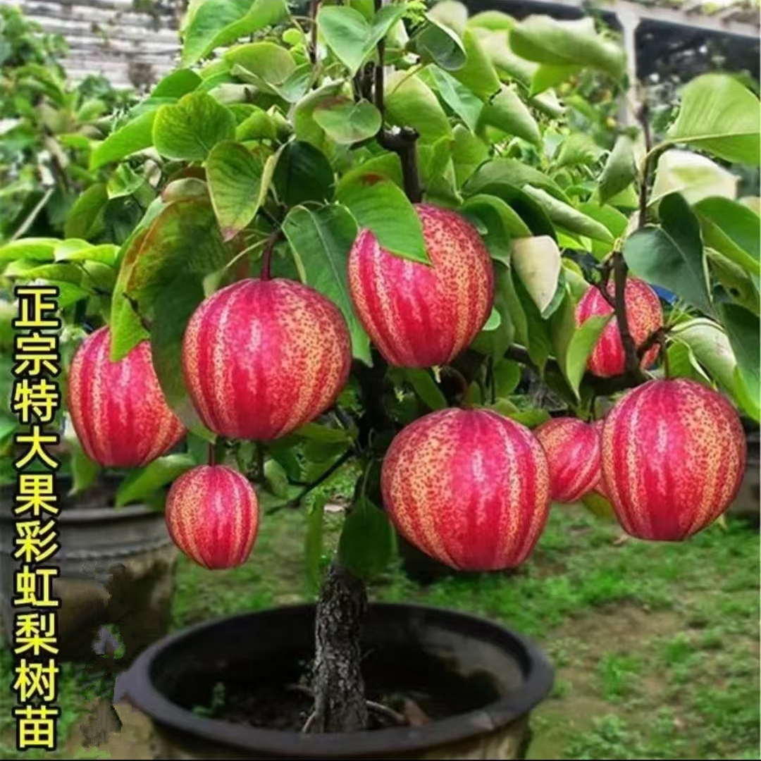 彩虹梨，早酥红梨，盆栽地栽带土带叶发货基地直销