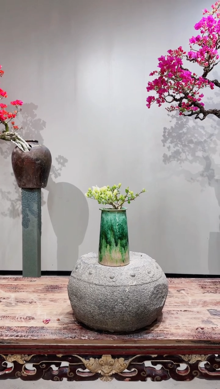 【闪购商品】盆景牙买加白