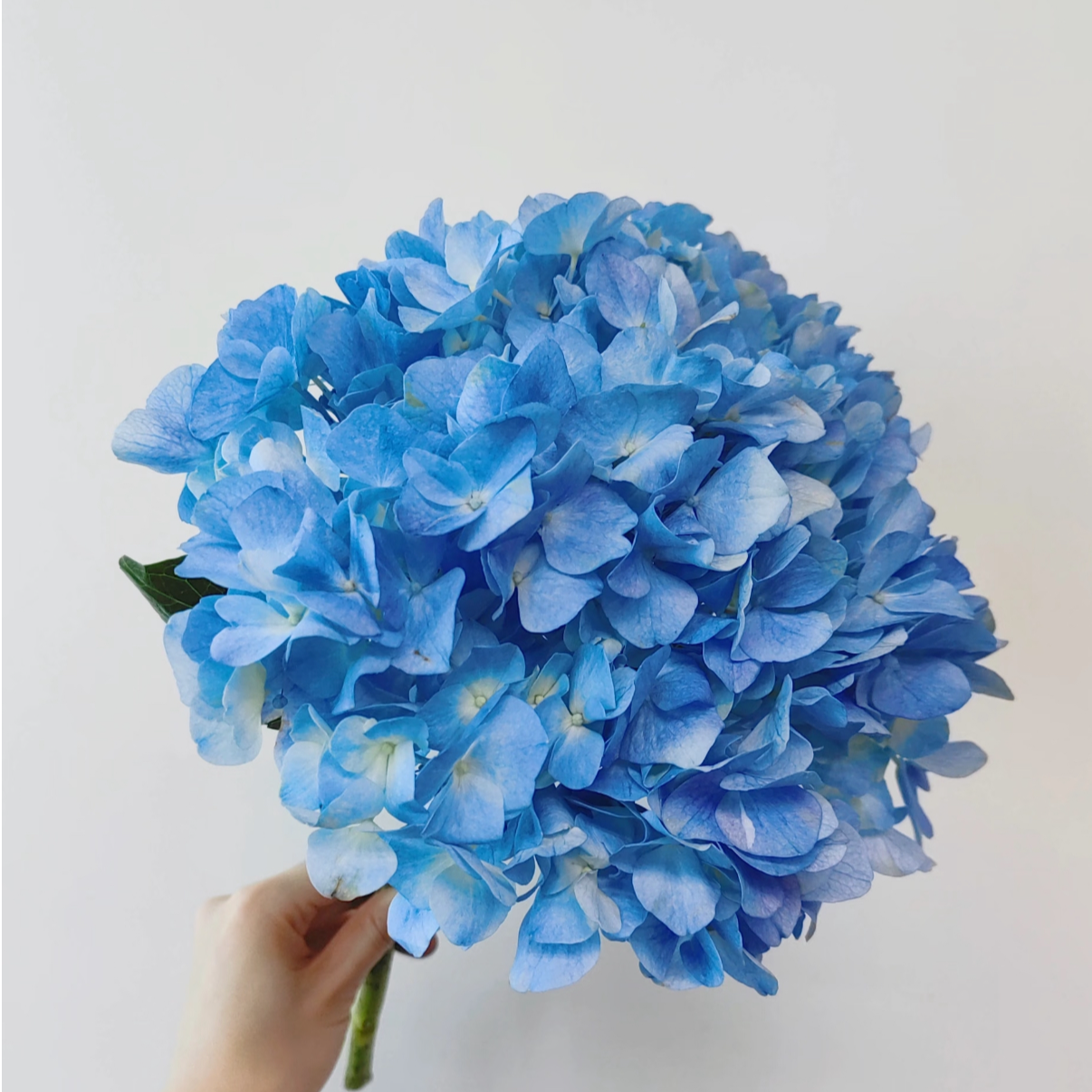 【绣球】顺丰包邮  山东直发 花期长 48H发货