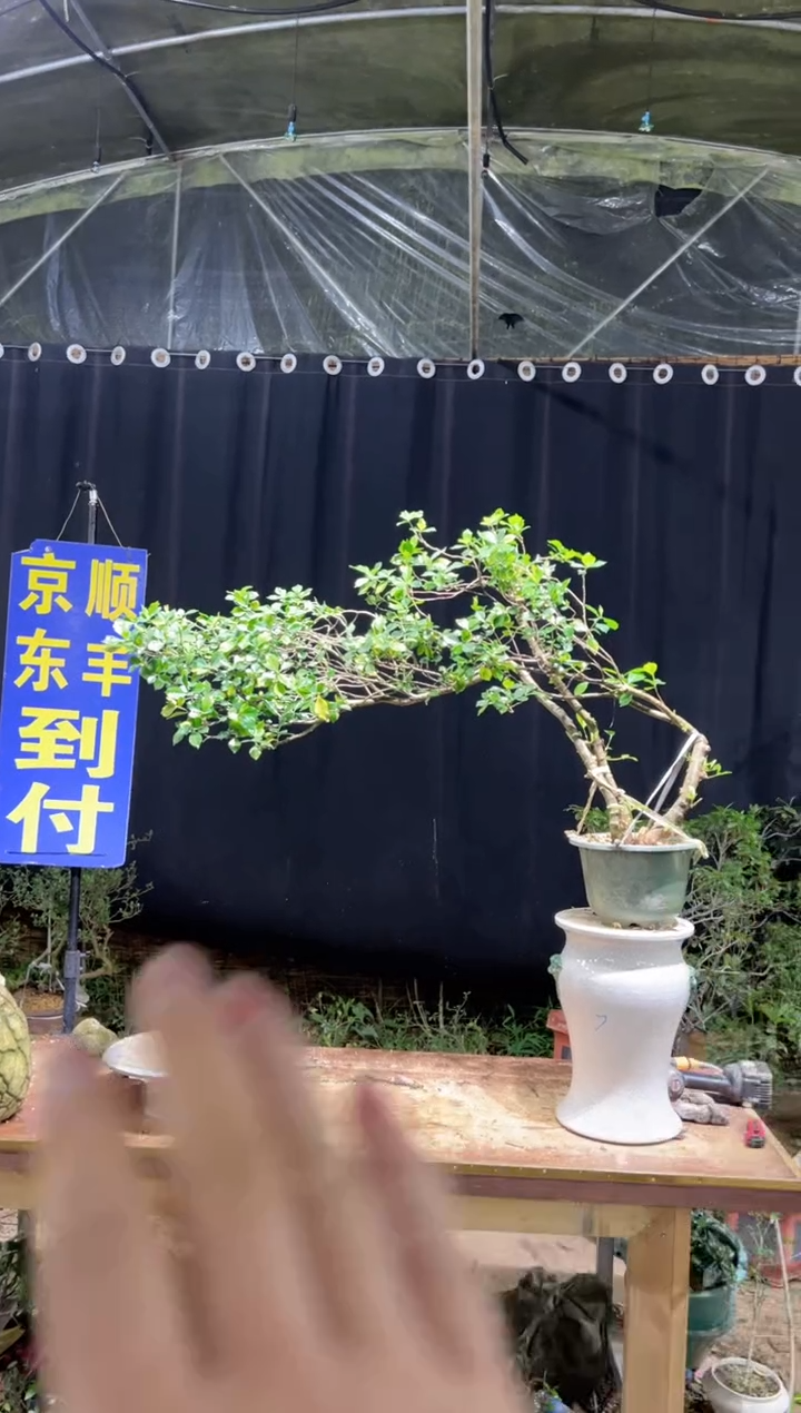 当前无花栽培后可以开花小*海岛栀子花