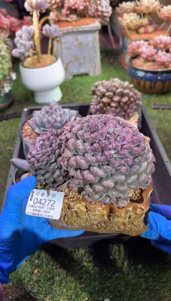 【闪购商品】04272