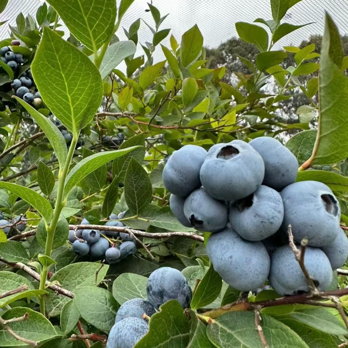 花香蓝莓树苗 盆栽果苗南北方种植结果易成活