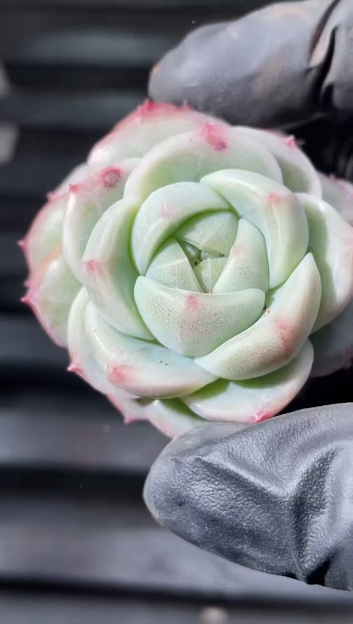 29-22 大壮群4-5厘米不包整散量拍发一颗