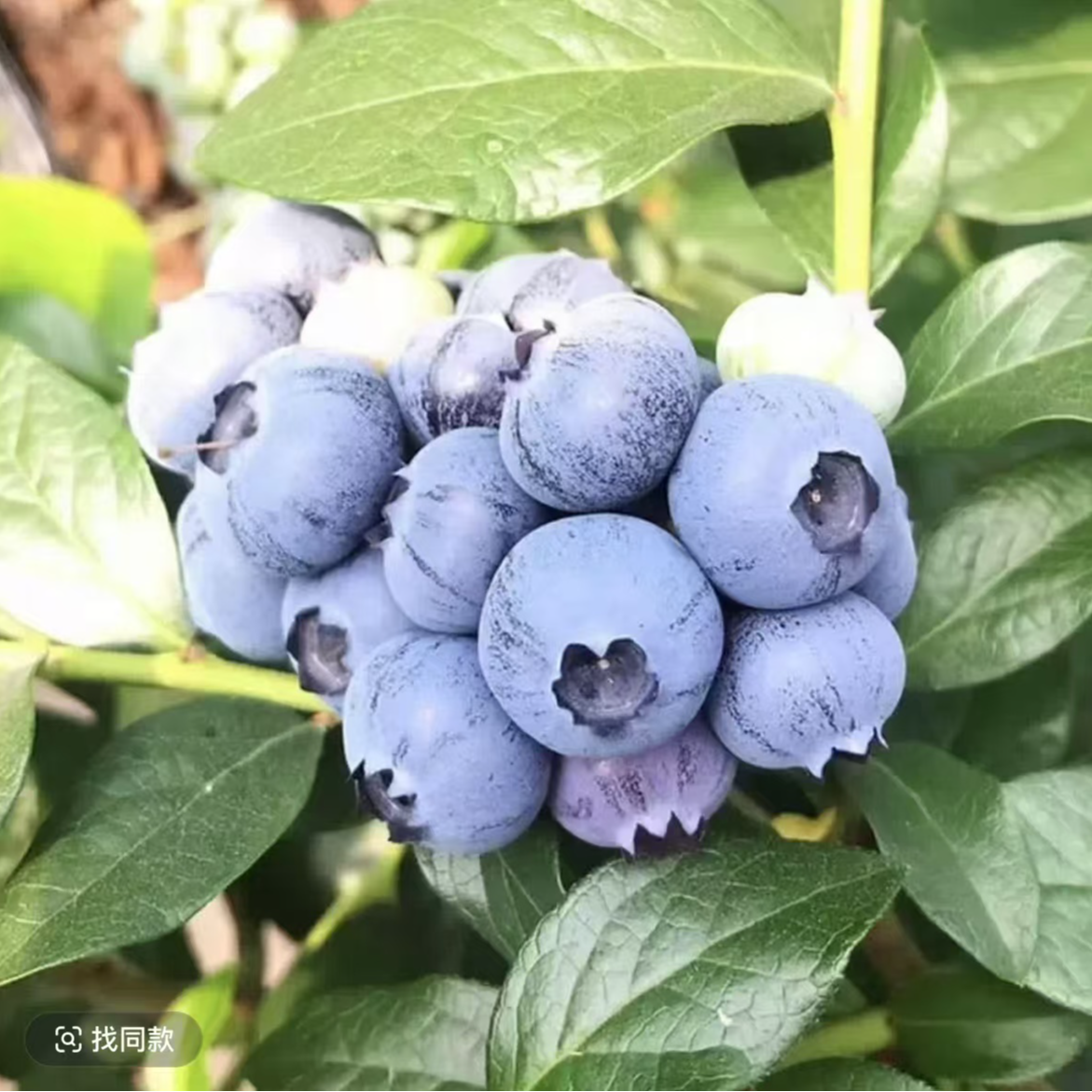 云南花香蓝莓（14mm，一盒125g）云南蓝莓云南省西双版纳傣族自治州