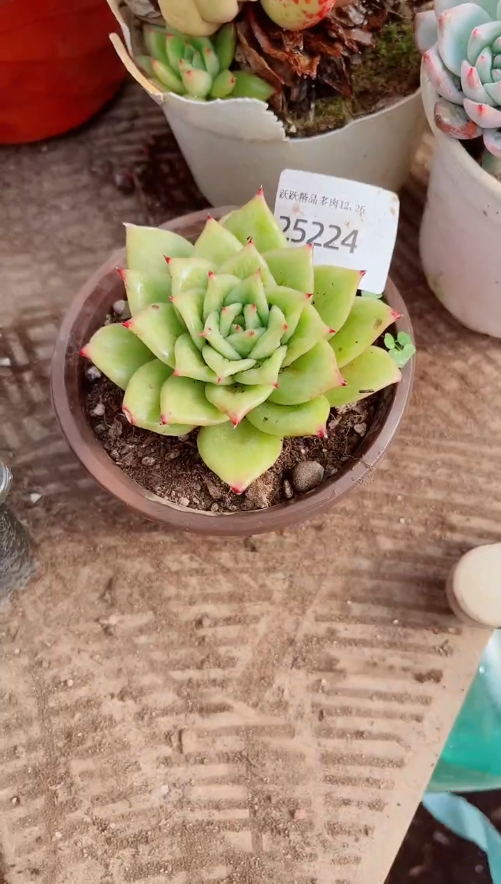 老*子跃跃精品多肉26224