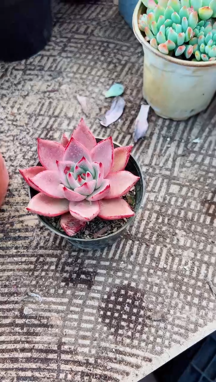 ?**?多肉植物一物一拍06069