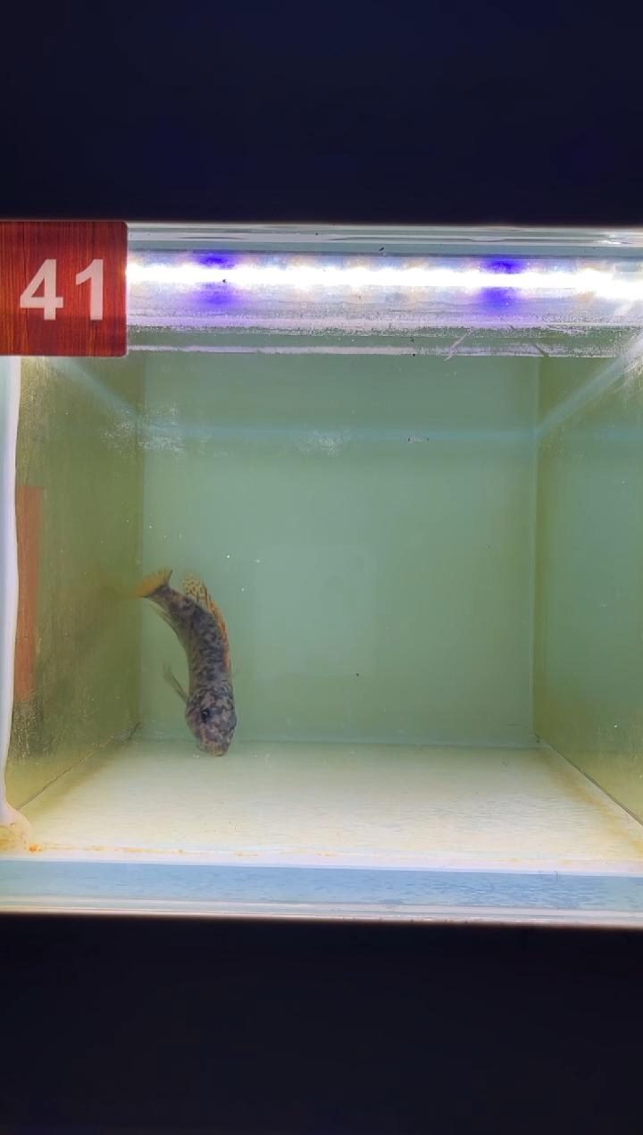 海水三湖慈鲷野生