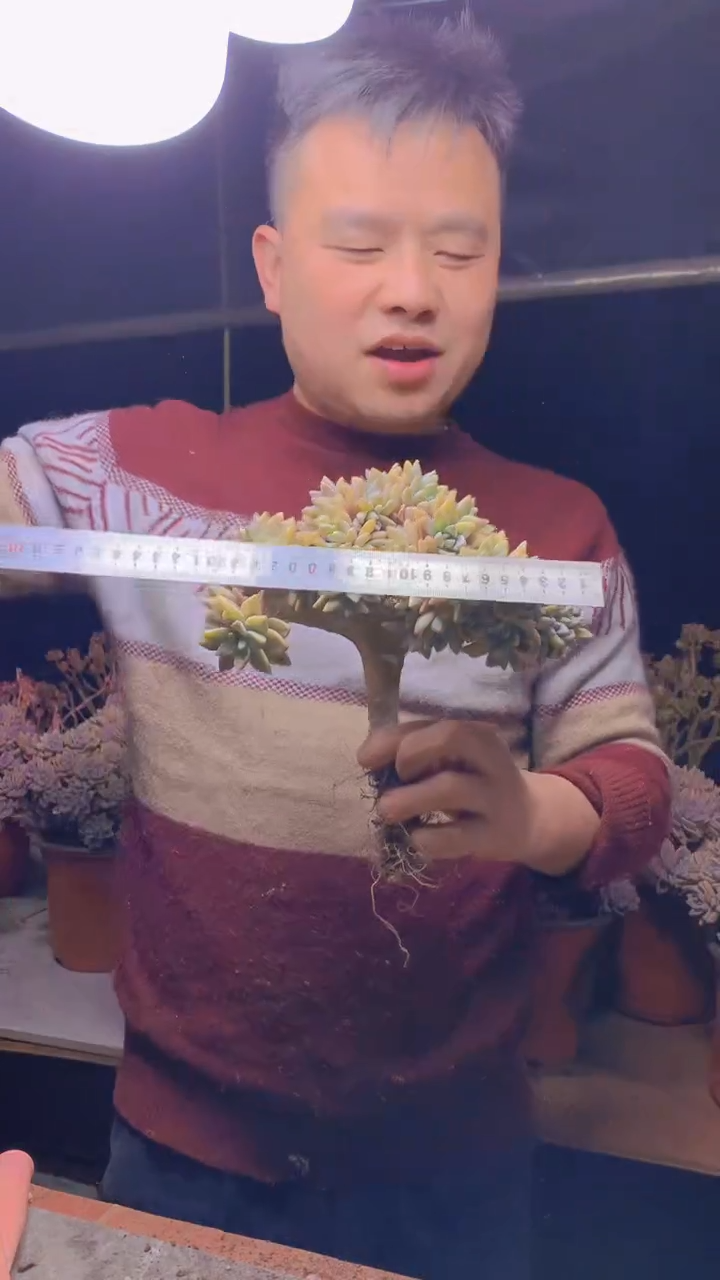 【闪购商品】缀化125