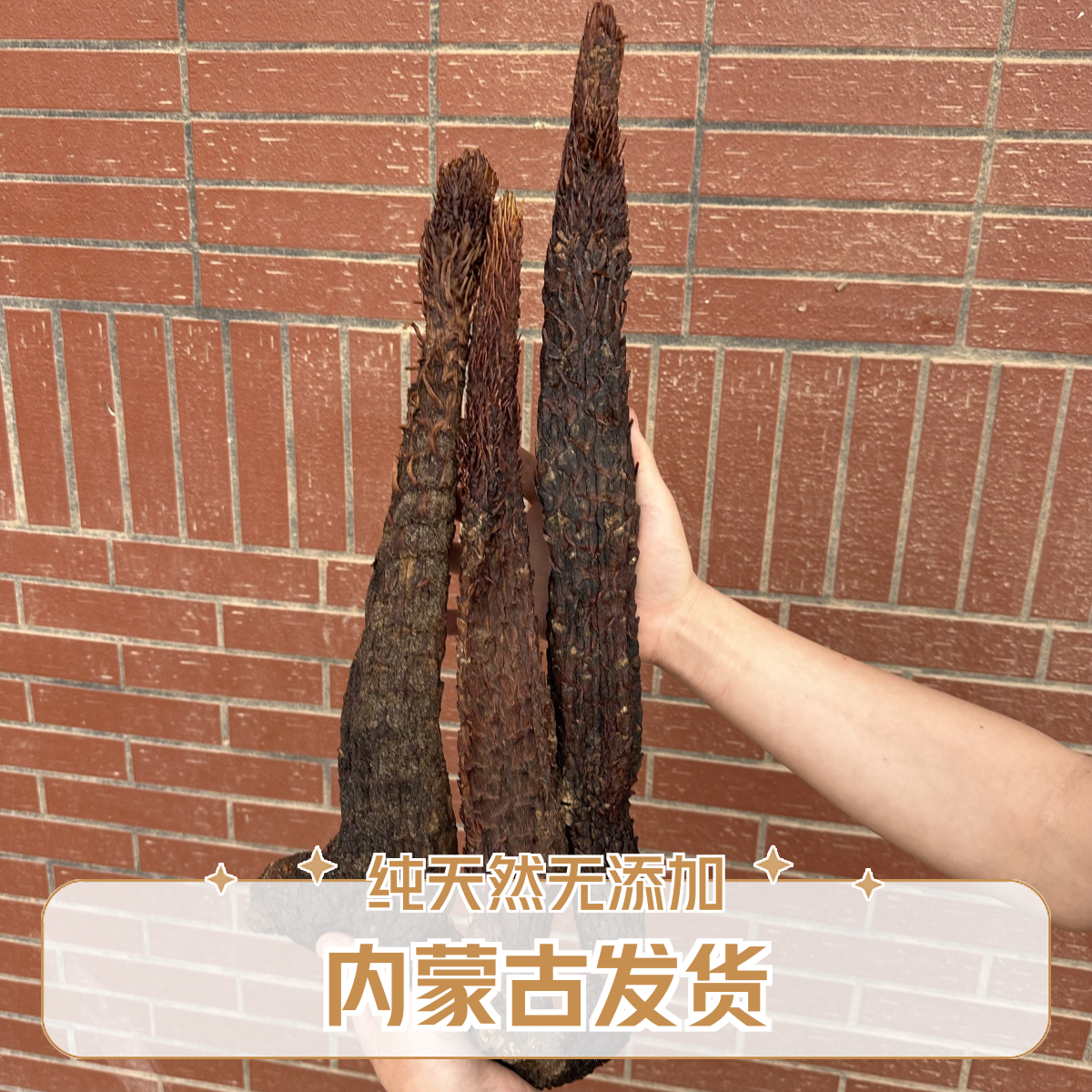 阿拉善肉油苁蓉内蒙古发货正品没有科技自然的肉苁蓉可搭配枸杞