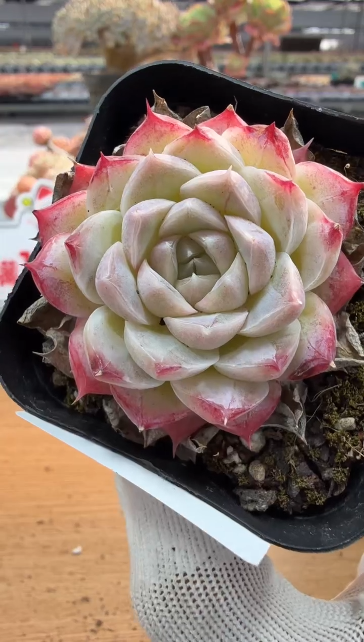 东云多肉园二店-187