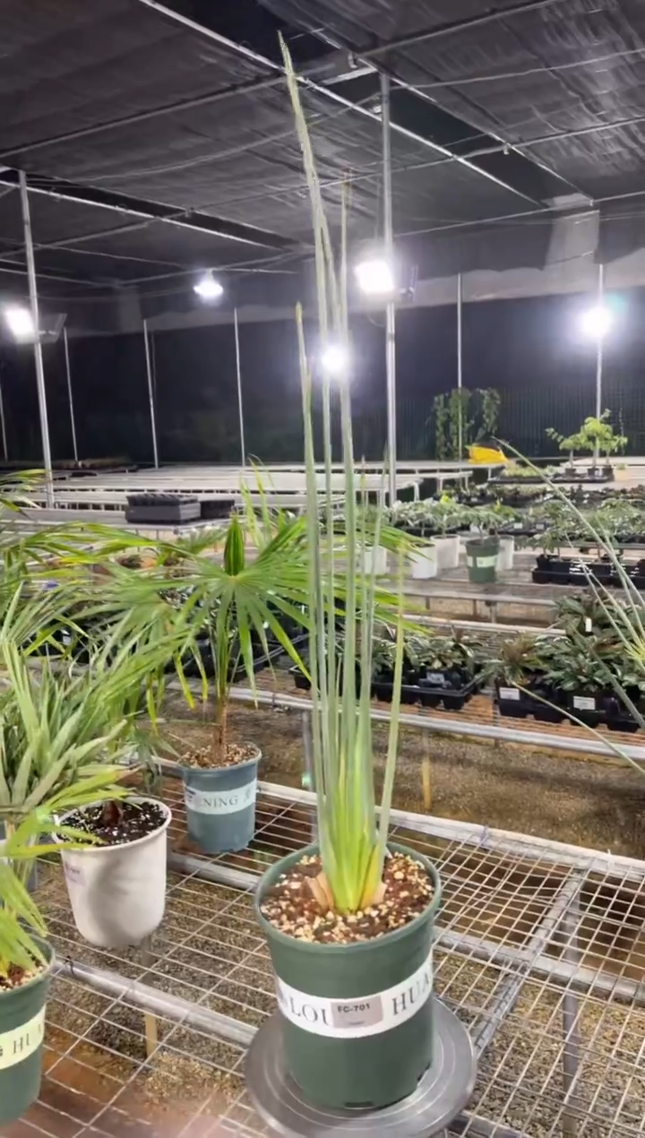 棒叶鹤望兰FC-701