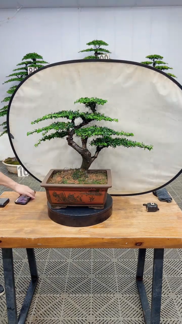 无花朵造型盆景一物一拍
