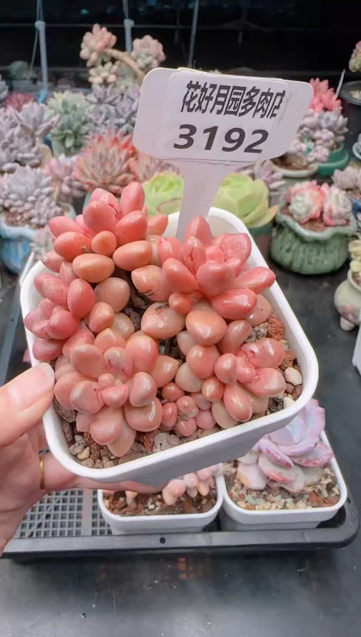 【闪购商品】3192先锋派