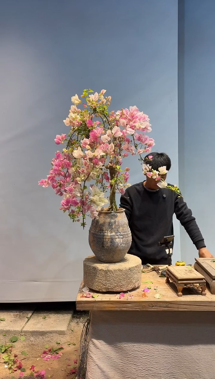 以实际为准三角梅101