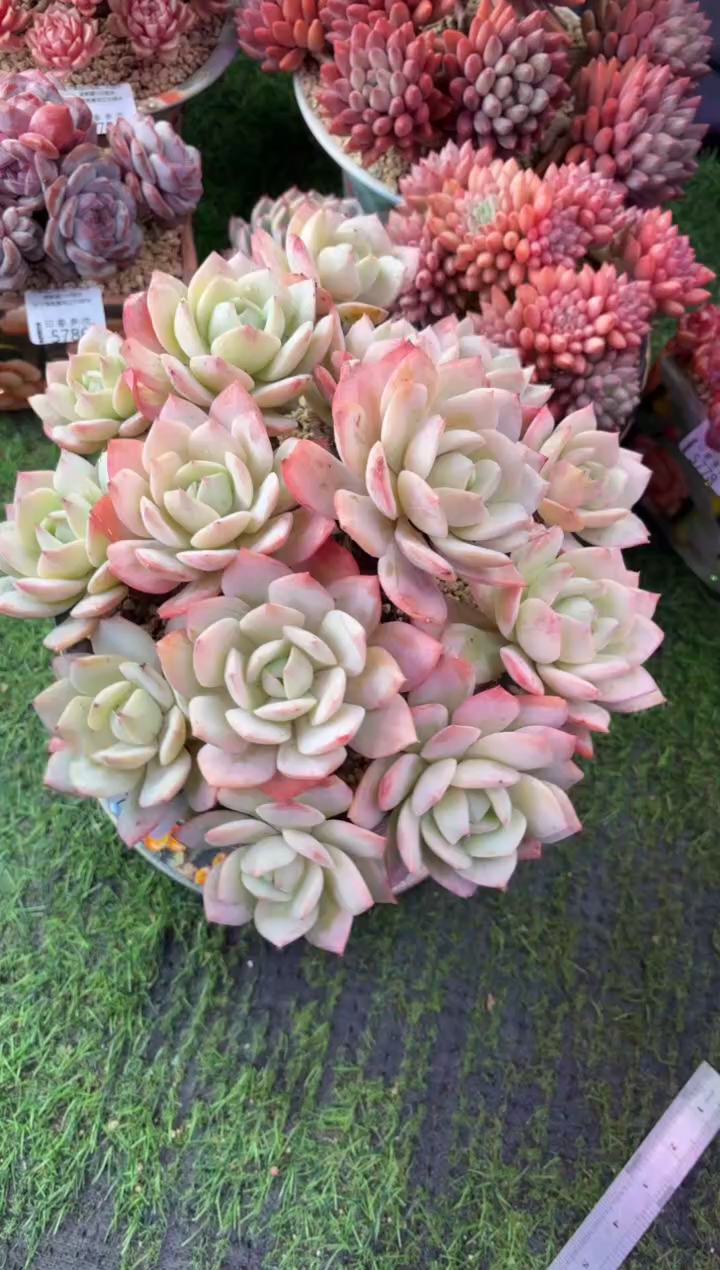 昆明印象多肉5790