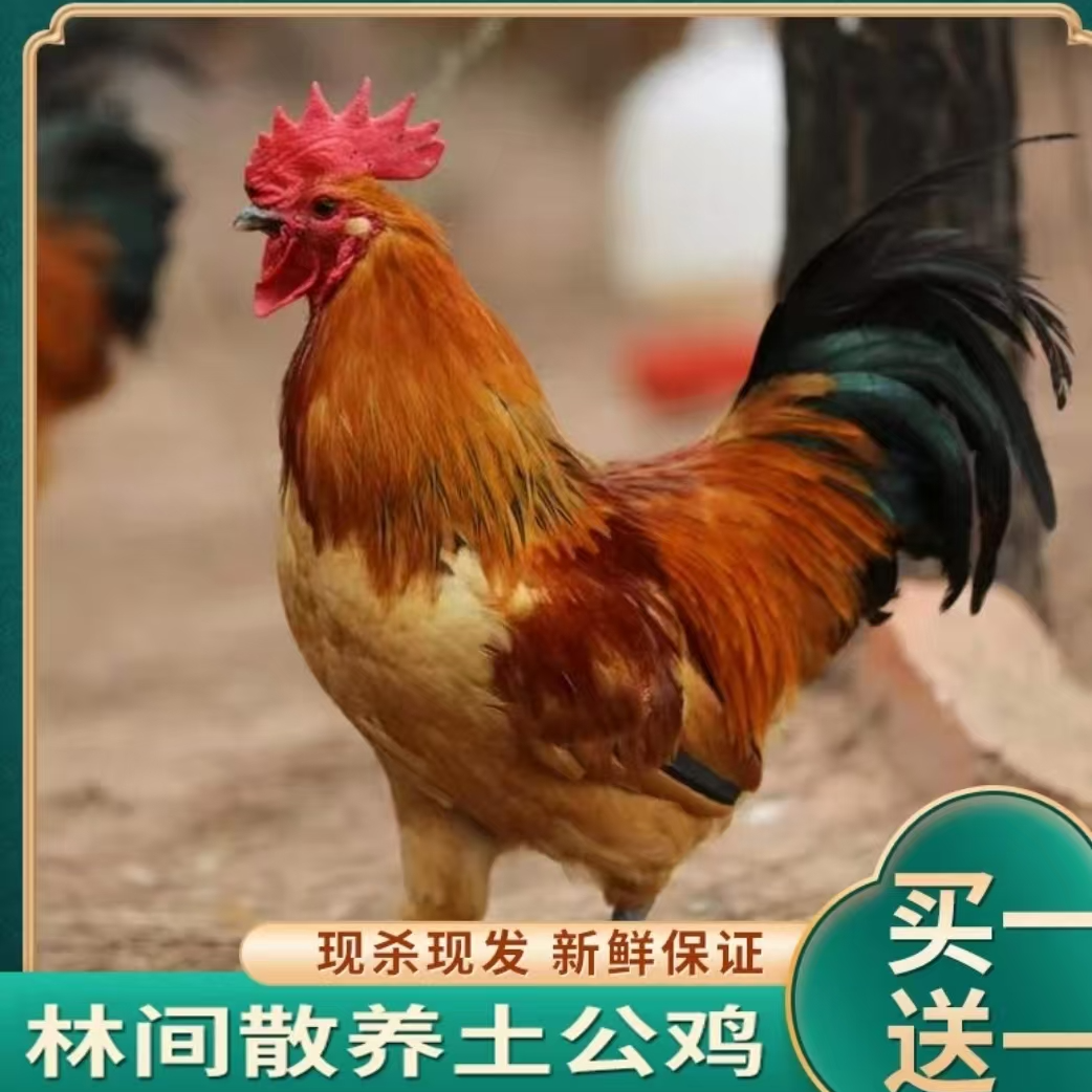 【老兵B】林间放养土公鸡  发2只净重共6斤 带内脏