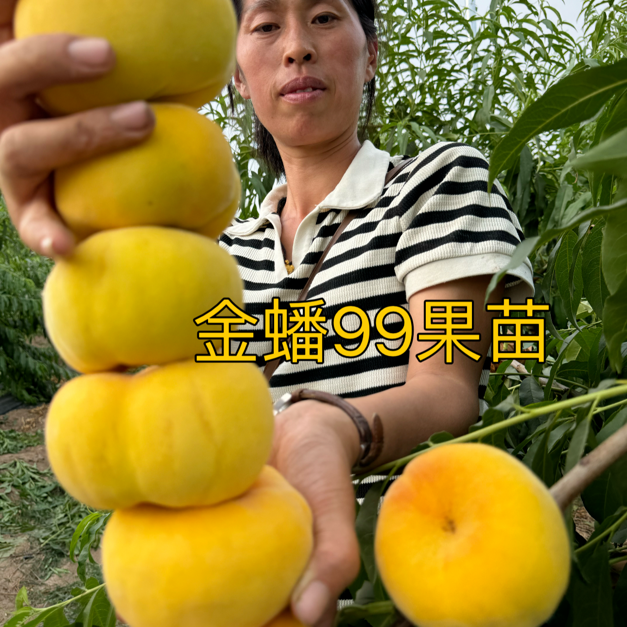 商品金蟠99桃苗（6月上旬）一年苗 果树苗12月发苗