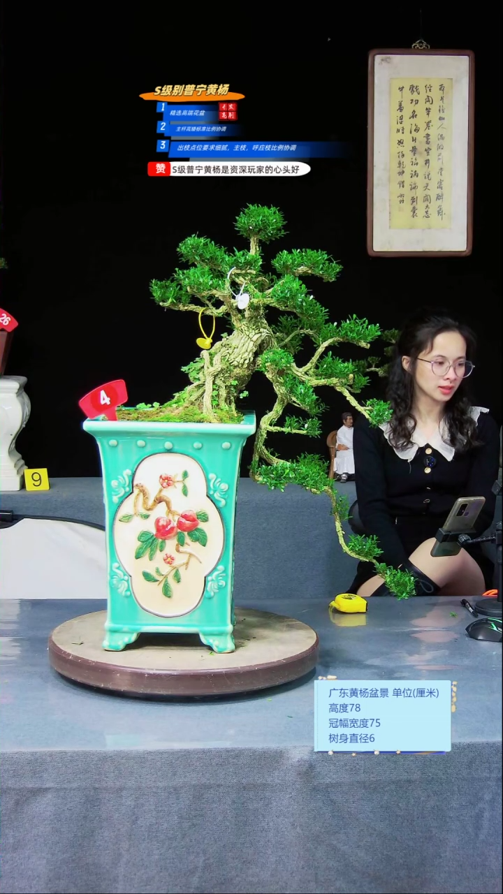雀舌黄杨盆景雀舌黄杨盆景