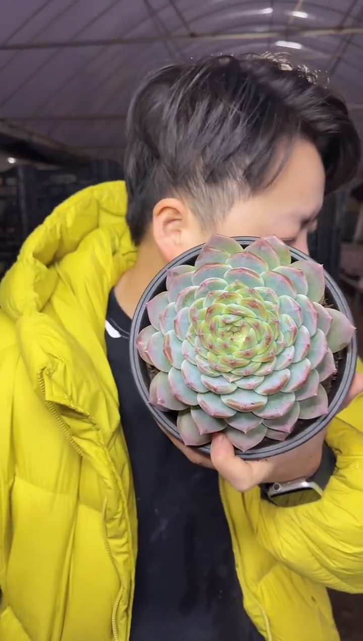 出糖心或钻石纹大单头冰魄带盆土7.99