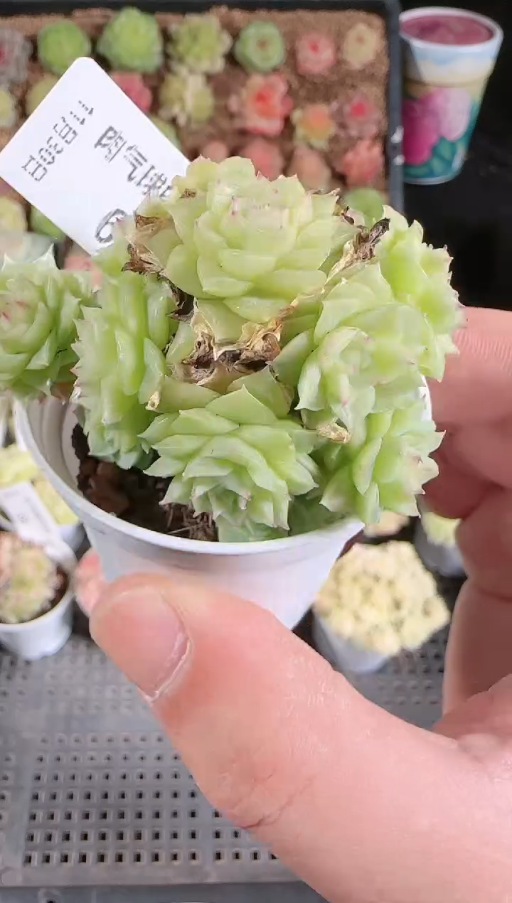 1130-62多肉群生不包整