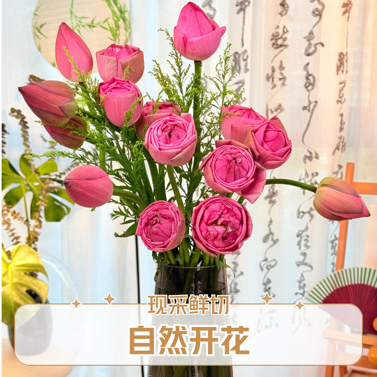 【顺丰空运次日达】自然开花 现采鲜切荷花带杆水培现采现发荷花次日达 今天拍明天到