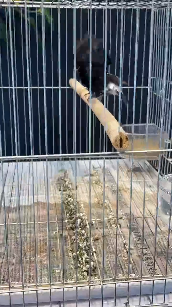 38号 小黑白 养笼  0元起拍