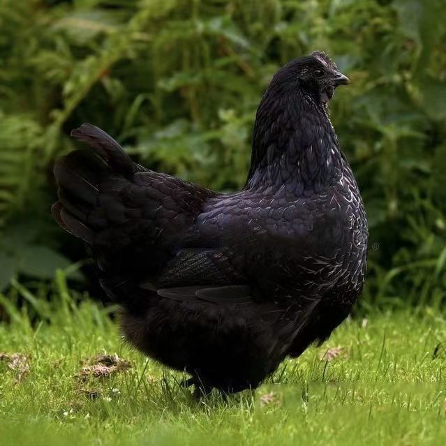 五黑鸡宠物鸡长尾鸡50只（顺丰包邮）