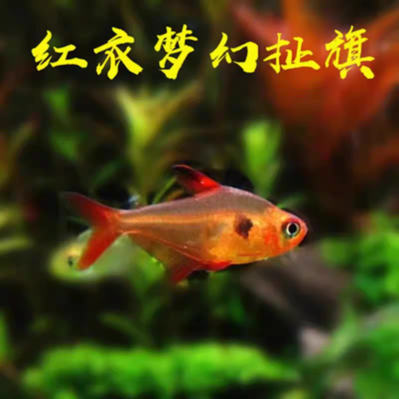红色梦幻旗玫瑰扯旗灯鱼热带观赏活体群观赏鱼游鱼鱼小鱼观赏鱼