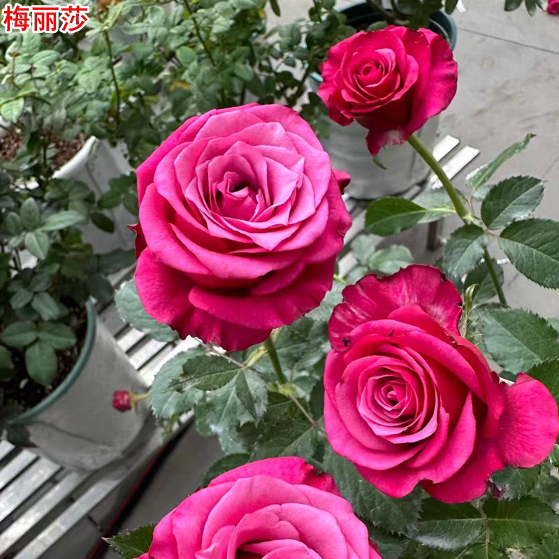 超新品梅丽莎月季玫紫色大花直立庭院阳台盆栽四季开花切花玫瑰