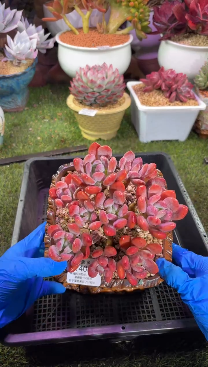 【闪购商品】14077