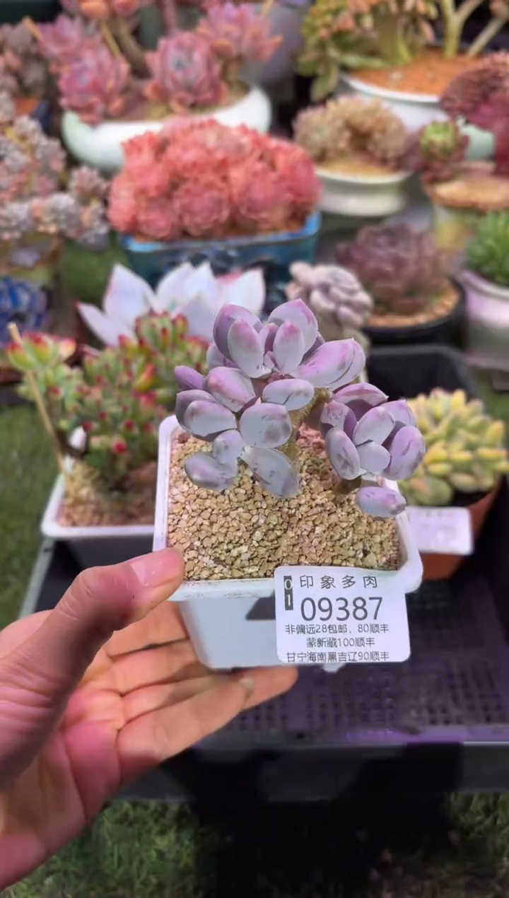 【闪购商品】09387