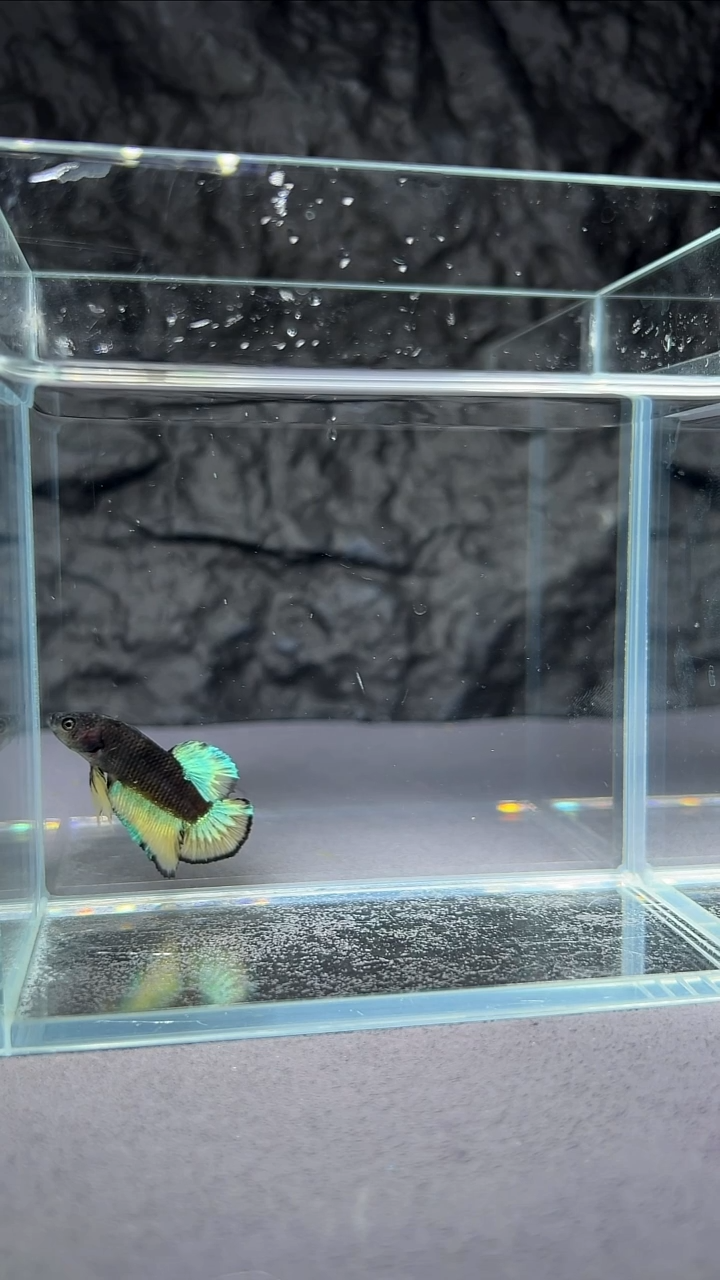 斗鱼竞拍链接A057