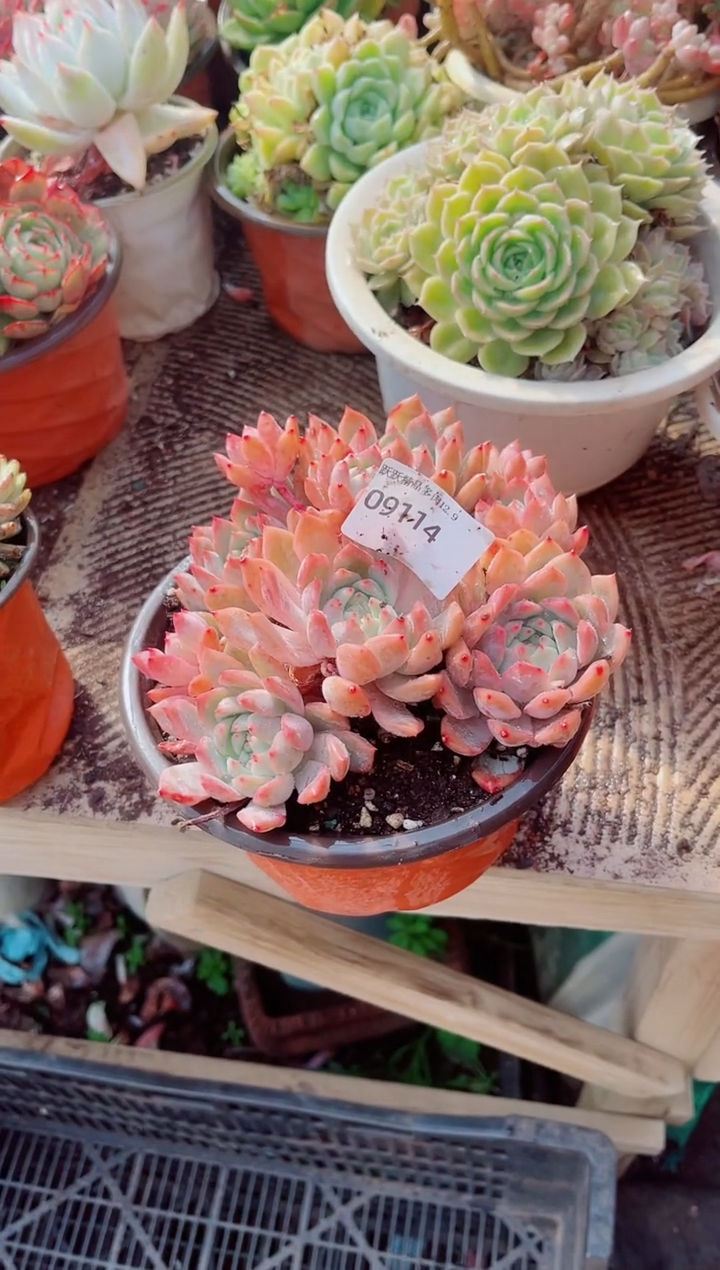 高****头跃跃精品多肉09114