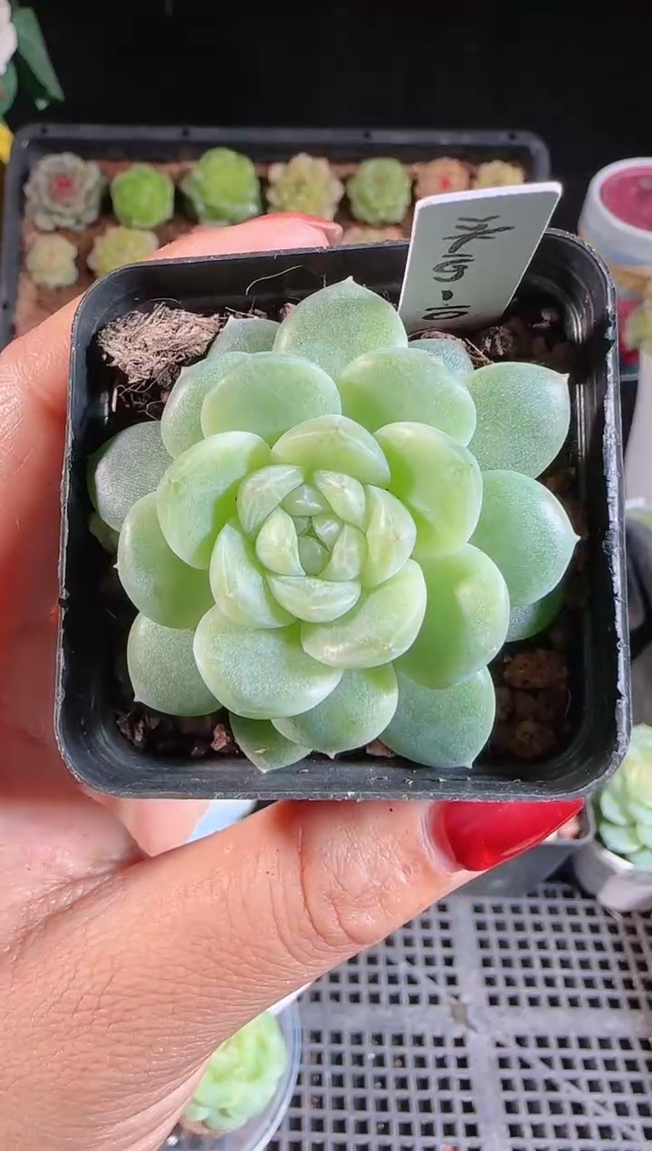 1112-79冰心-10群生不包整