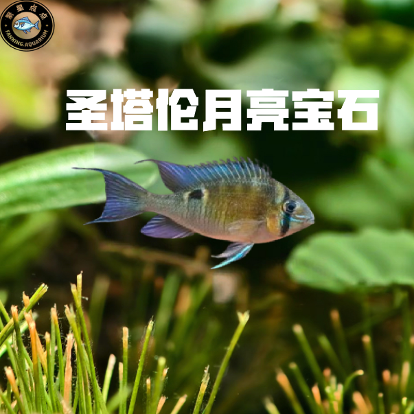 圣塔伦月亮宝石南美热带鱼草缸南美缸包邮包损