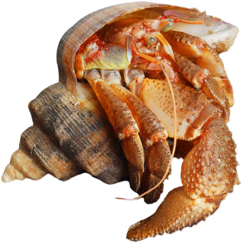虾怪鲜活食用寄居蟹新鲜特大海怪大连特产螃蟹虾生海鲜水产