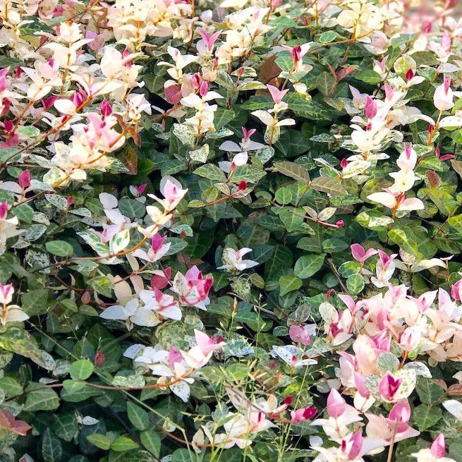 【一物一拍，请勿盲拍】花叶络石