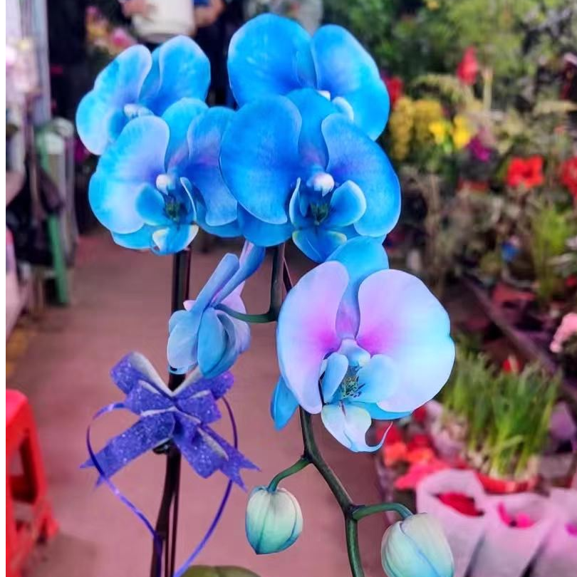 马卡龙单支蝴蝶兰年宵花