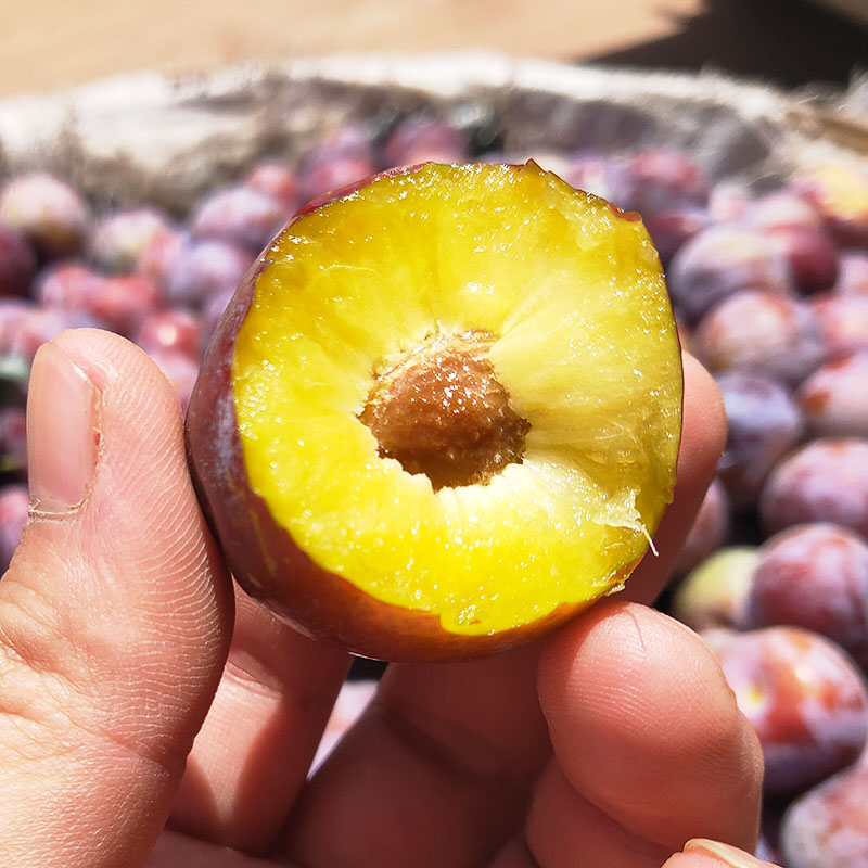 【枝头鲜果】X四川小脆红正宗脱骨李子应季水果脆甜李子高山货