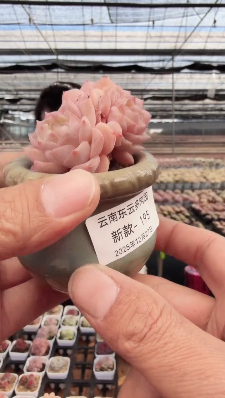 东云多肉园新款-195