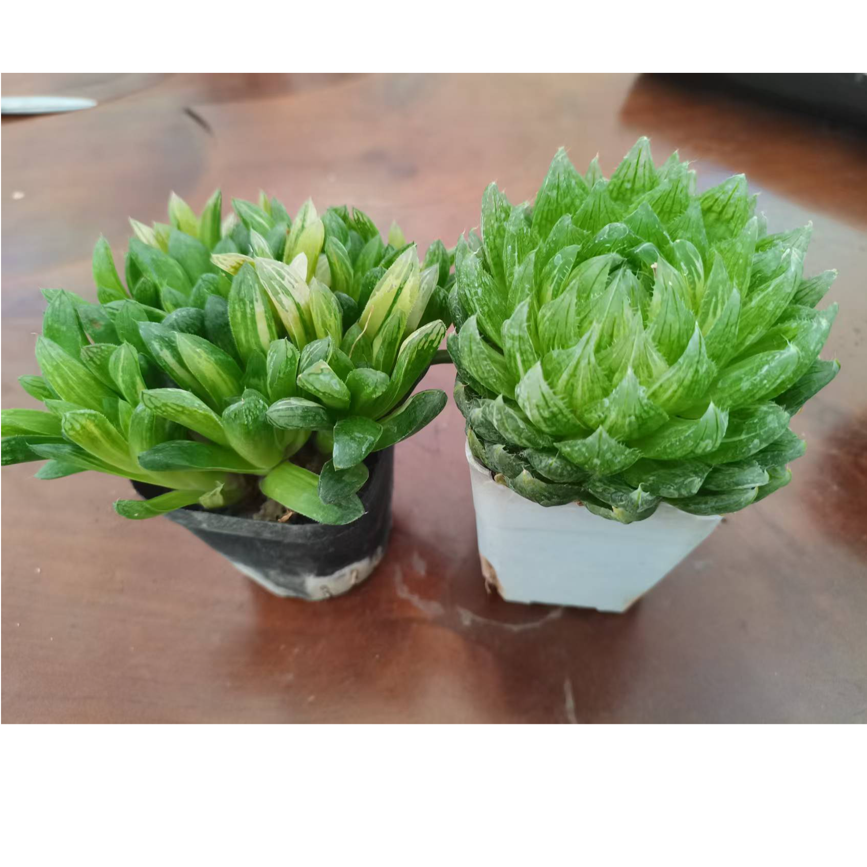 【粉丝福利】十二卷类赤线玉露锦加樱水晶带盆带土发货