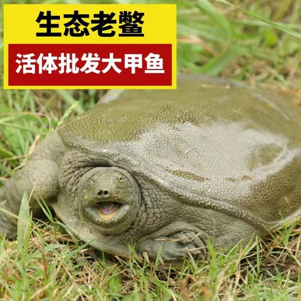 4只 7-6斤 汉寿外塘甲鱼 外塘生态青背白底甲鱼 鲜活发货