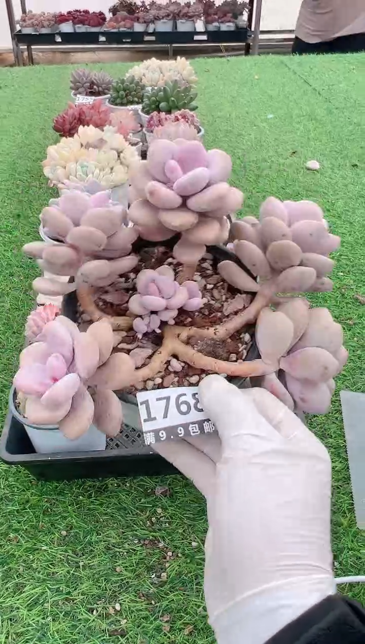 【闪购商品】信福多肉一物一拍