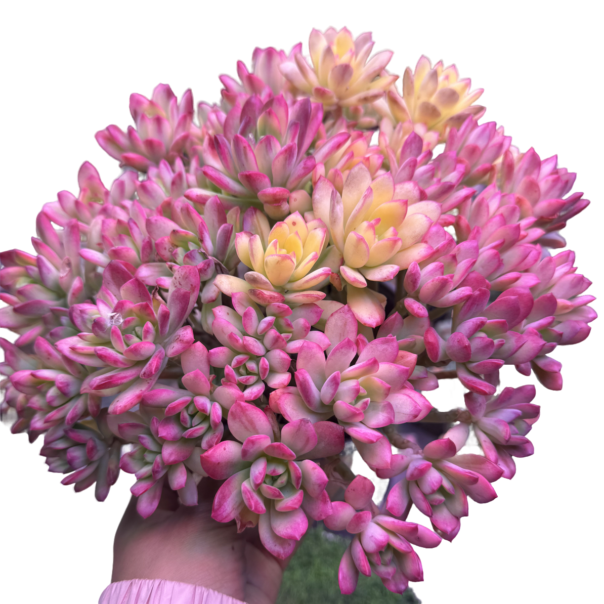 七彩云南叮当锦 多肉植物新手好养活适合室内外养殖