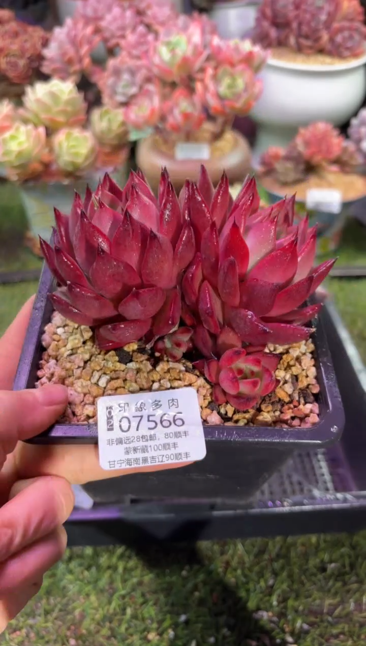 【闪购商品】07566