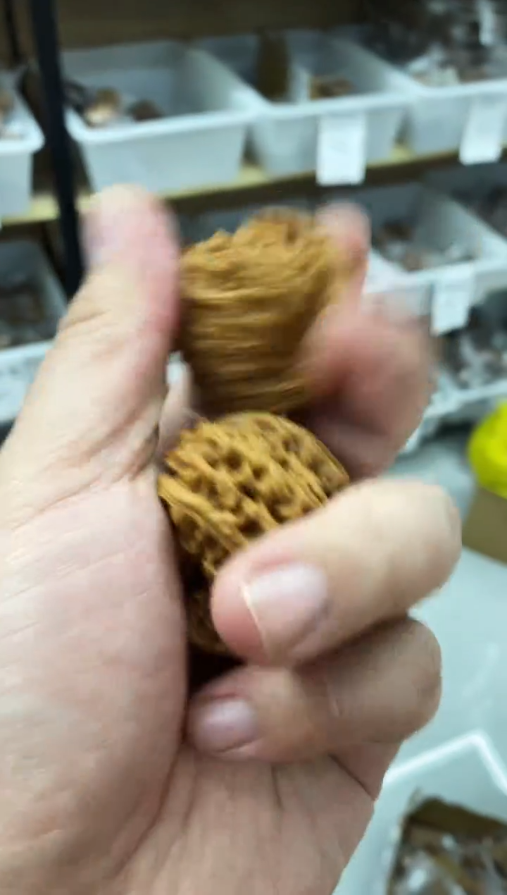 把件核桃南疆以打底大尺寸#4409877