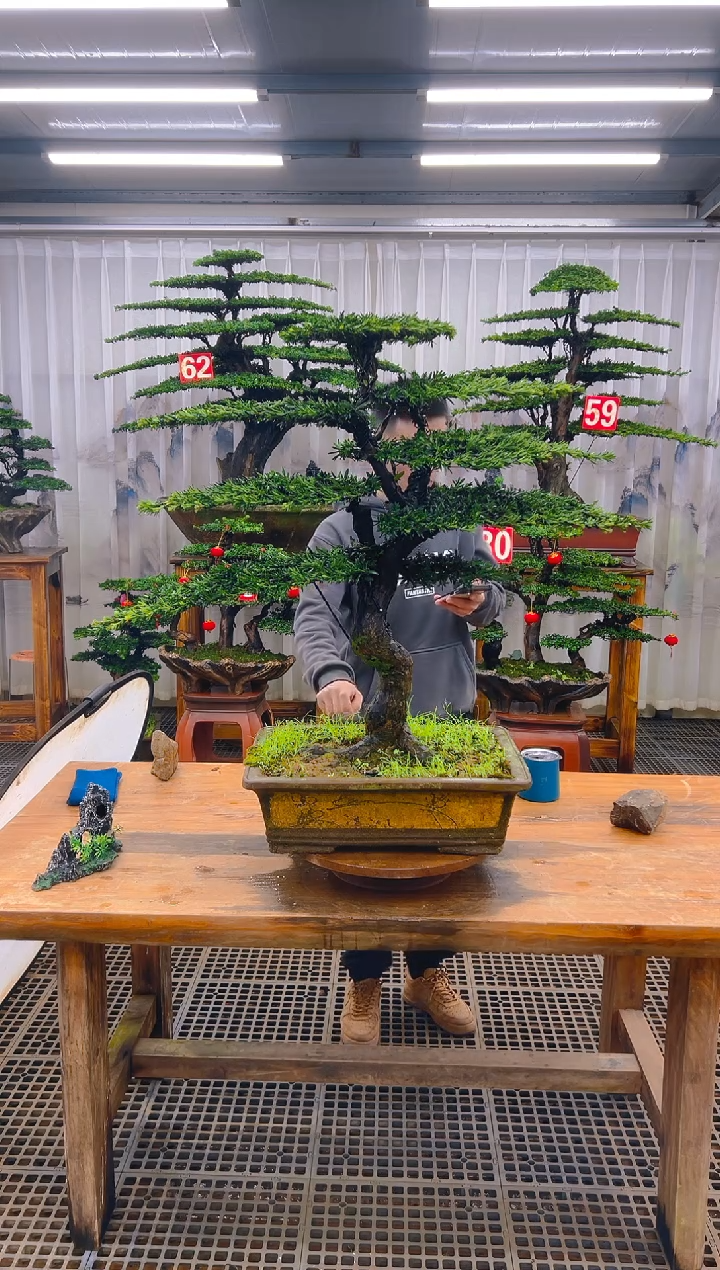 无花朵清**主精品盆景直播间一物一拍