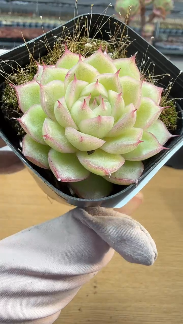 东云多肉园二店-339