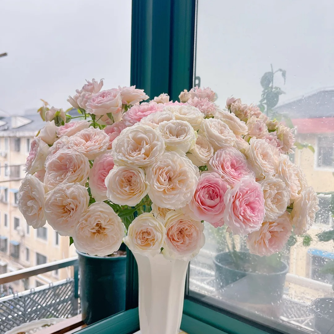 花间公主【清香多头】1单冷链包邮，2单升级顺丰冷链，远的发德邦